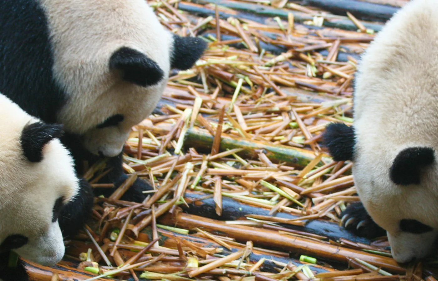 Chengdu